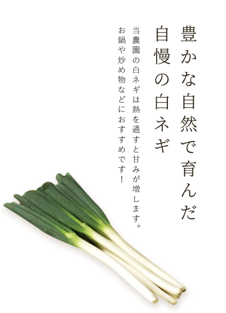 豊かな自然で育んだ自慢の白ネギ